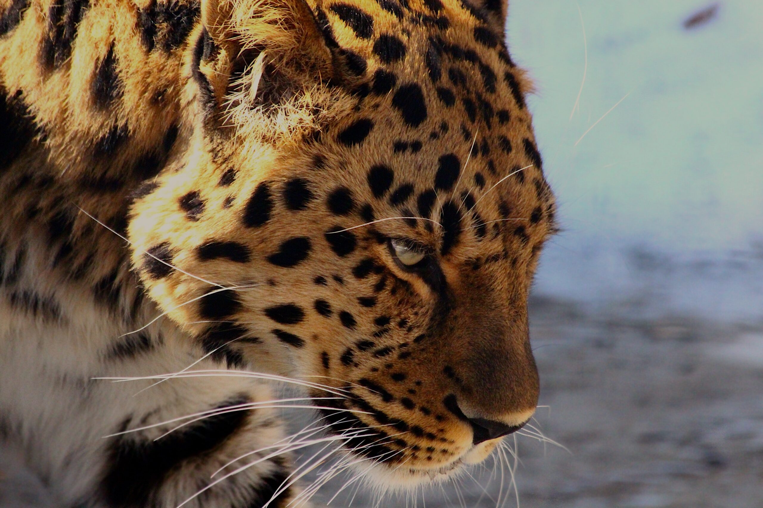 Can a Leopard Change its Spots?